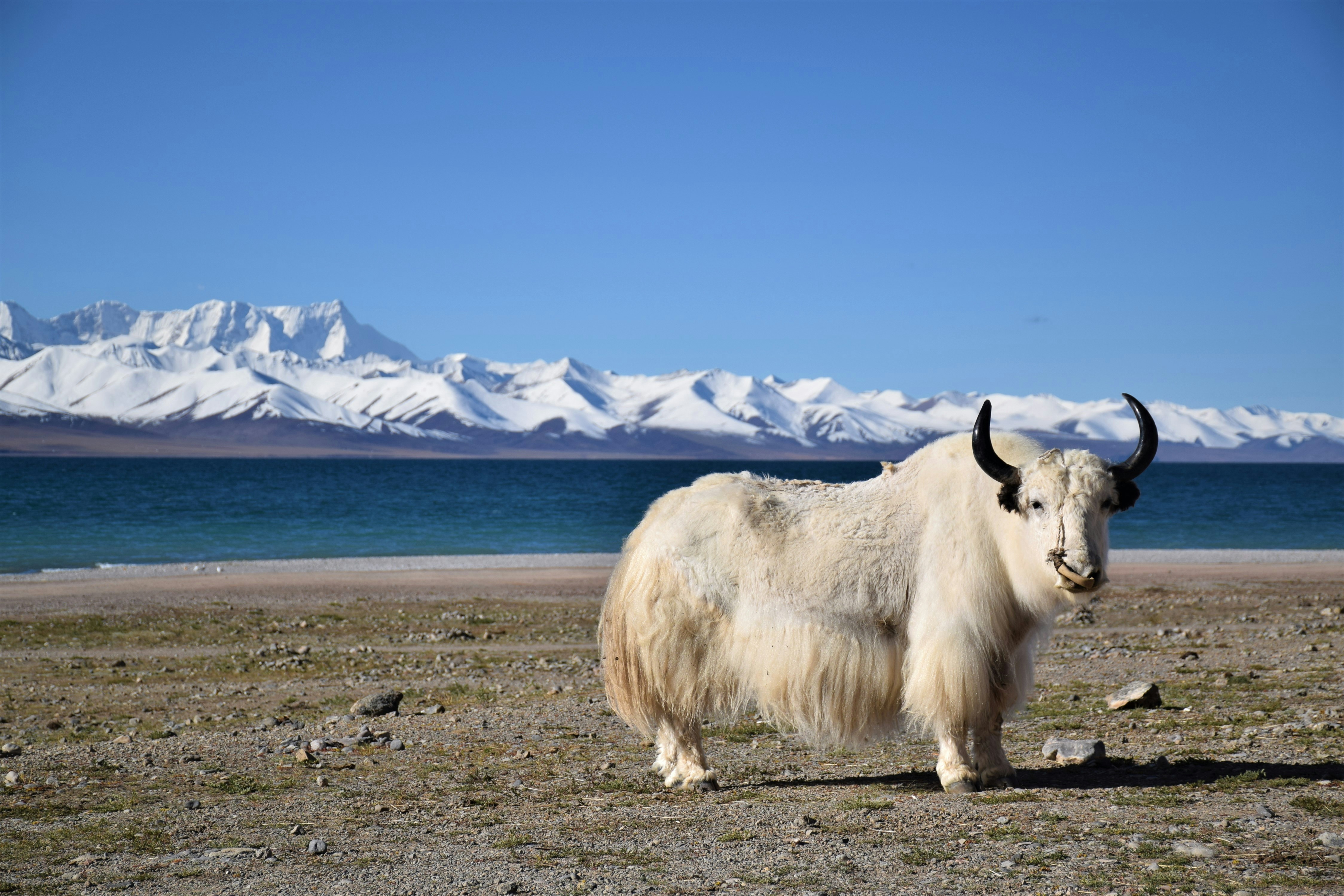 Đường hành hương Kailash Kora